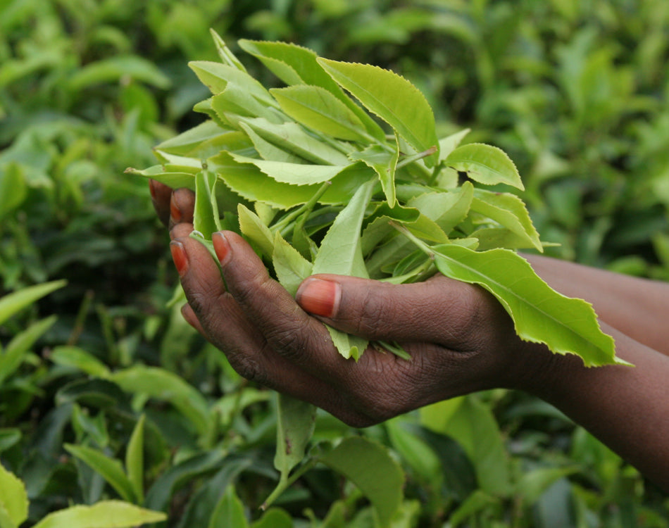 The human-factor behind every cup of tea is critical for social, environmental, and economic sustainability. Celebrating tea farmers and being guardians of tea fields is our purpose. With Walters Bay, it's not just tea, it's tea with a purpose.