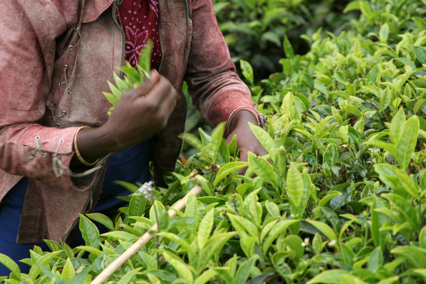 Socially & Environmentally Responsible Tea Company that puts workers before profits.