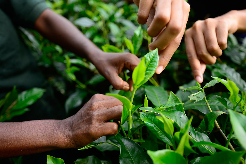 Ceylon Tea pluckers picking leaves in Sri Lanka 